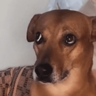 dogs engraçados  
