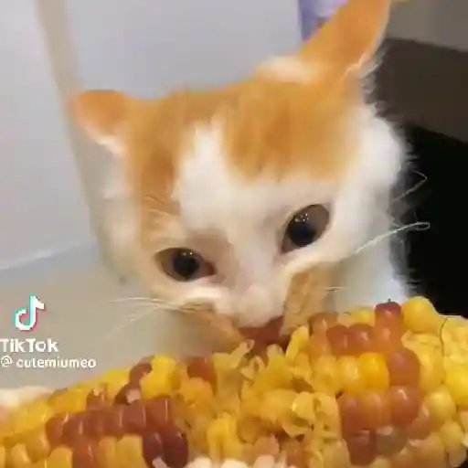 🌈🐱Gatos Divertidos Gif🐱🌈 
