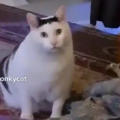 🌈🐱Gatos Divertidos Gif🐱🌈 
 preview