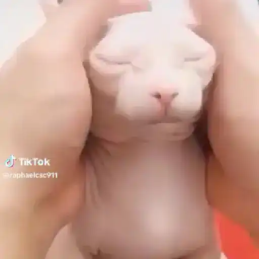 🌈🐱Gatos Divertidos Gif🐱🌈 
 preview