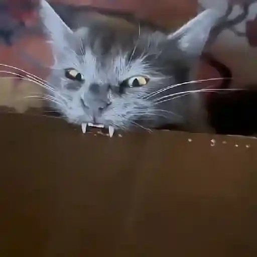🌈🐱Gatos Divertidos Gif🐱🌈 
