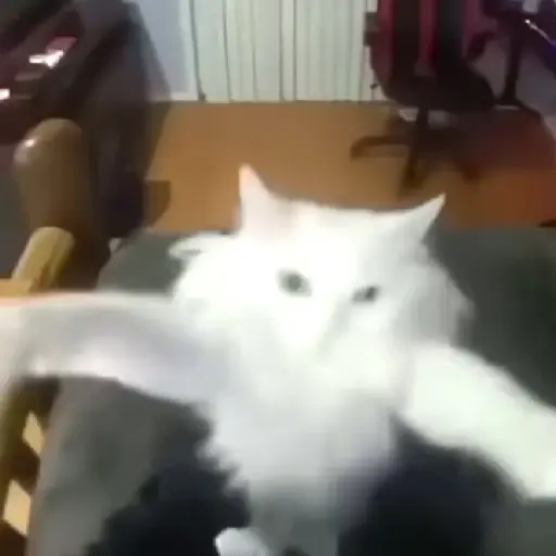 🌈🐱Gatos Divertidos Gif🐱🌈 
