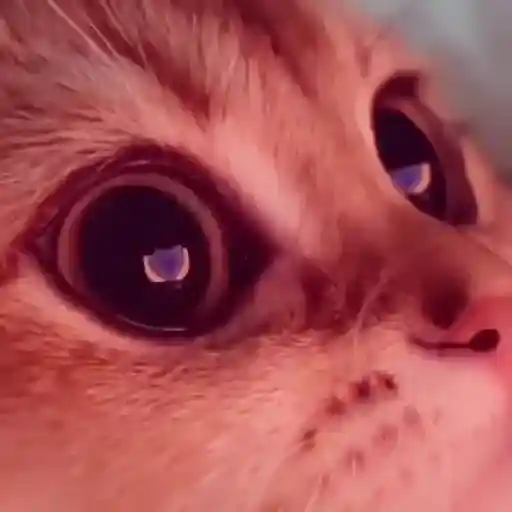 🌈🐱Gatos Divertidos Gif🐱🌈 
