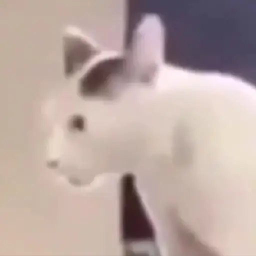 🌈🐱Gatos Divertidos Gif🐱🌈 
