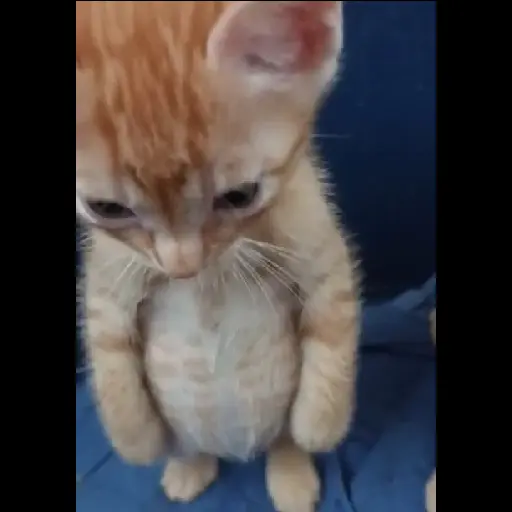 🌈🐱Gatos Divertidos Gif🐱🌈 
