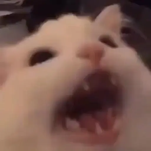 🌈🐱Gatos Divertidos Gif🐱🌈 
