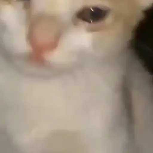 🌈🐱Gatos Divertidos Gif🐱🌈 
