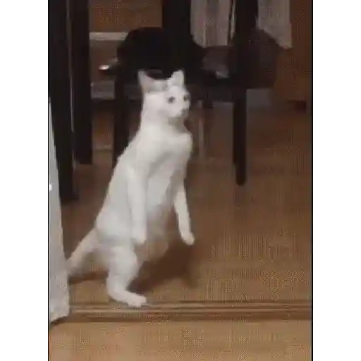 🌈🐱Gatos Divertidos Gif🐱🌈 
