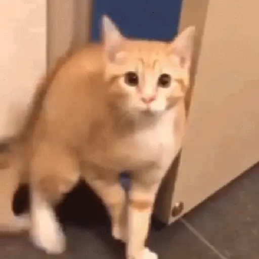 🌈🐱Gatos Divertidos Gif🐱🌈 
