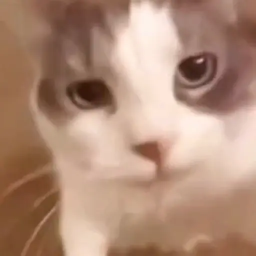 🌈🐱Gatos Divertidos Gif🐱🌈 
