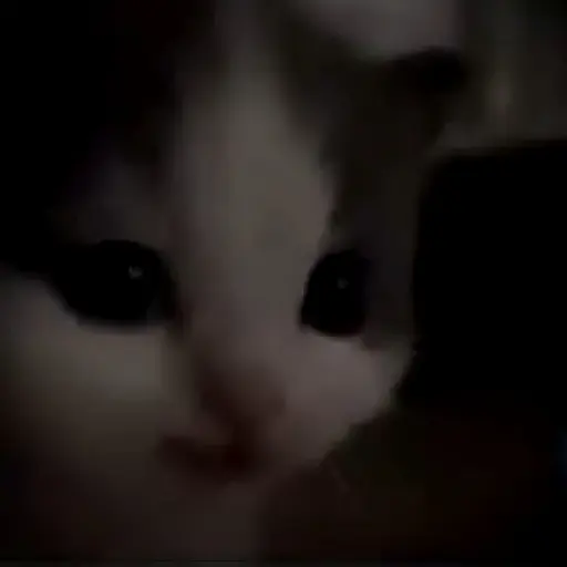 🌈🐱Gatos Divertidos Gif🐱🌈 
