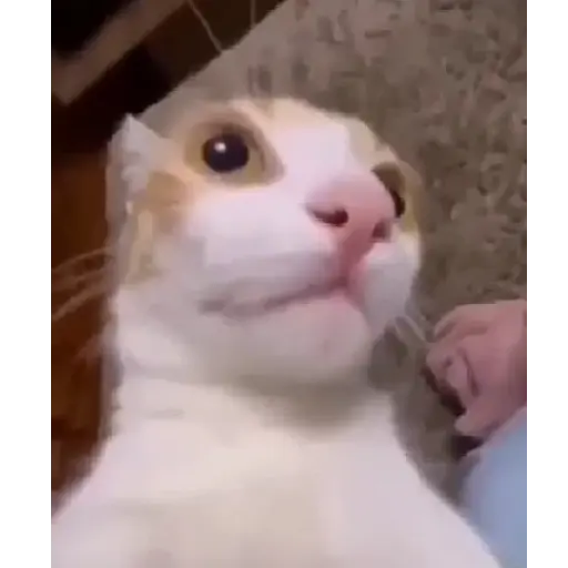 🌈🐱Gatos Divertidos Gif🐱🌈 
