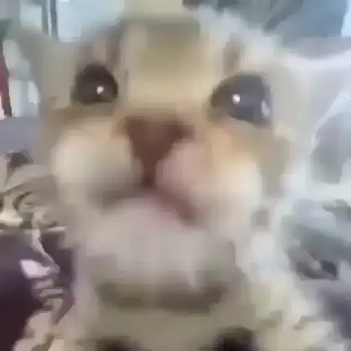 🌈🐱Gatos Divertidos Gif🐱🌈 
 preview