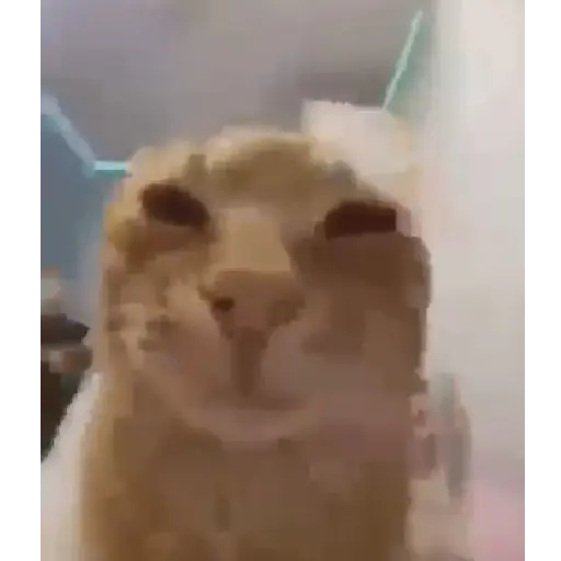 🌈🐱Gatos Divertidos Gif🐱🌈 
