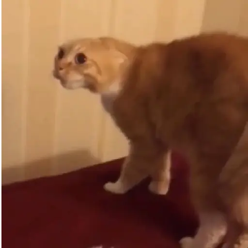 🌈🐱Gatos Divertidos Gif🐱🌈 
