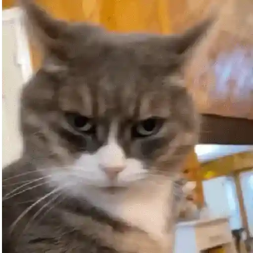 🌈🐱Gatos Divertidos Gif🐱🌈 
