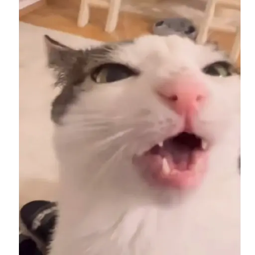 🌈🐱Gatos Divertidos Gif🐱🌈 
