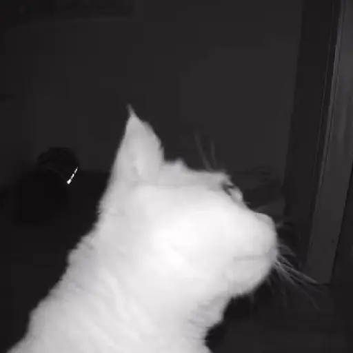 🌈🐱Gatos Divertidos Gif🐱🌈 
