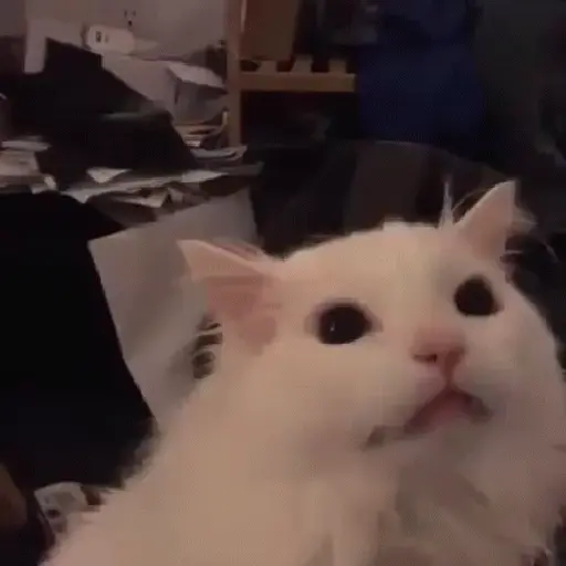 🌈🐱Gatos Divertidos Gif🐱🌈 
