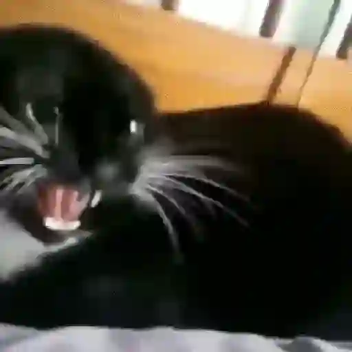 🌈🐱Gatos Divertidos Gif🐱🌈 
