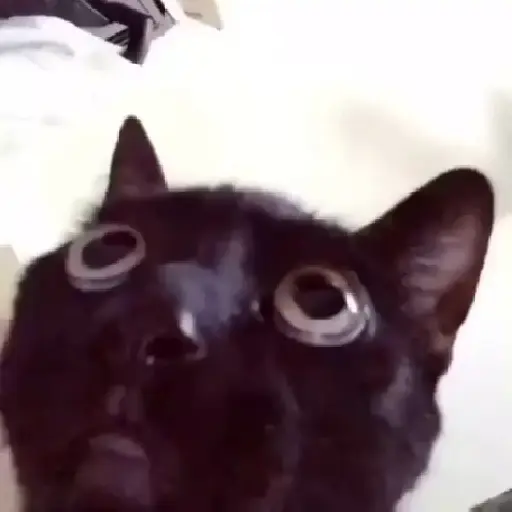 🌈🐱Gatos Divertidos Gif🐱🌈 
