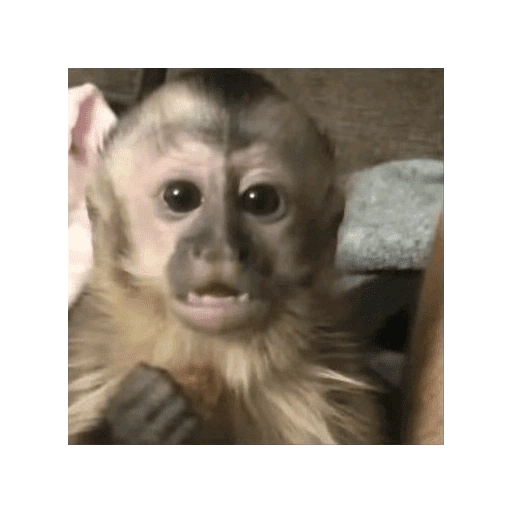 Monitos Lindos  
