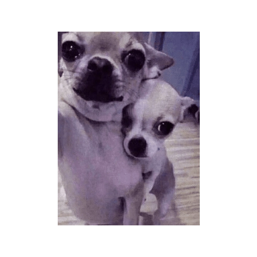 Monitos Lindos  
