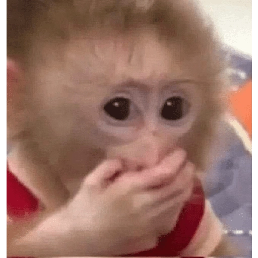 Monitos Lindos  
