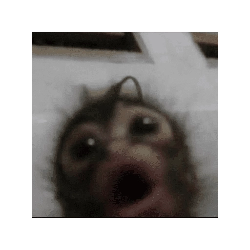 Monitos Lindos  
