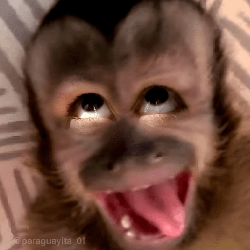 🙊😜🔥 Funny Monkey 🔥😜🙊 

