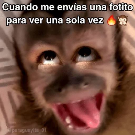 🙊😜🔥 Funny Monkey 🔥😜🙊 

