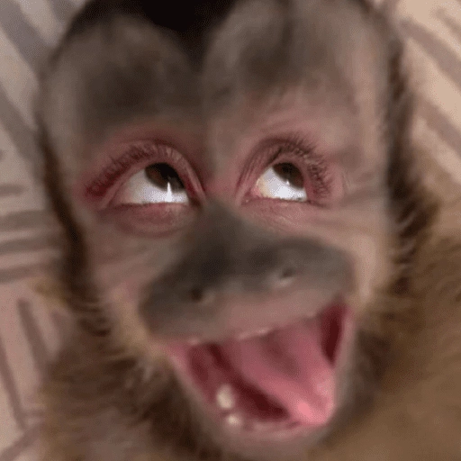 🙊😜🔥 Funny Monkey 🔥😜🙊 
