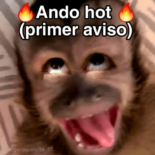 🙊😜🔥 Funny Monkey 🔥😜🙊 
