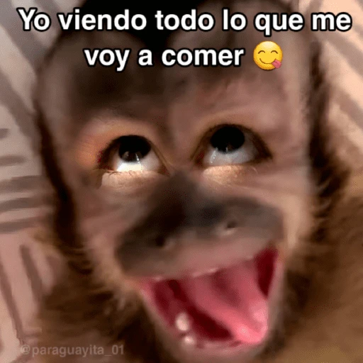 🙊😜🔥 Funny Monkey 🔥😜🙊 
