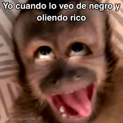 🙊😜🔥 Funny Monkey 🔥😜🙊 
