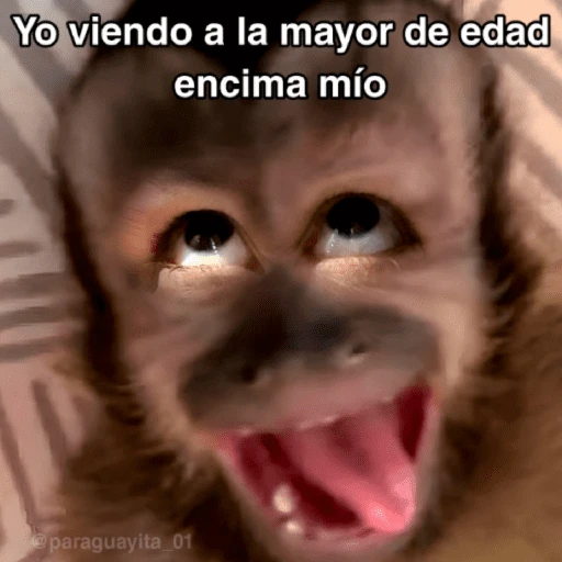 🙊😜🔥 Funny Monkey 🔥😜🙊 
