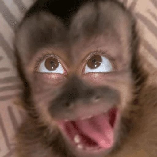 🙊😜🔥 Funny Monkey 🔥😜🙊 
