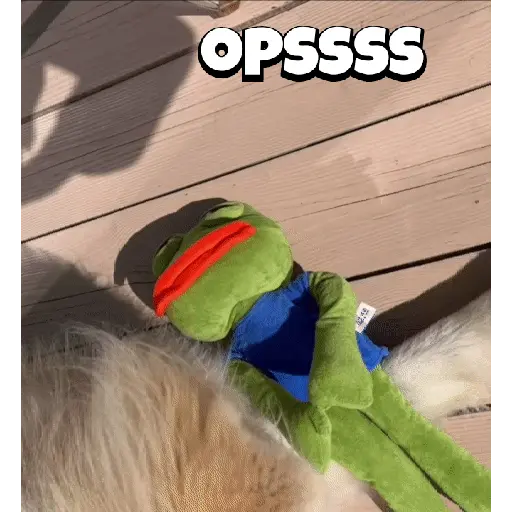Random Pepe peluche🐸 
