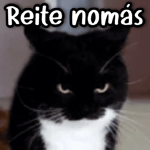 Random Michis 🐾🐈‍⬛ 
