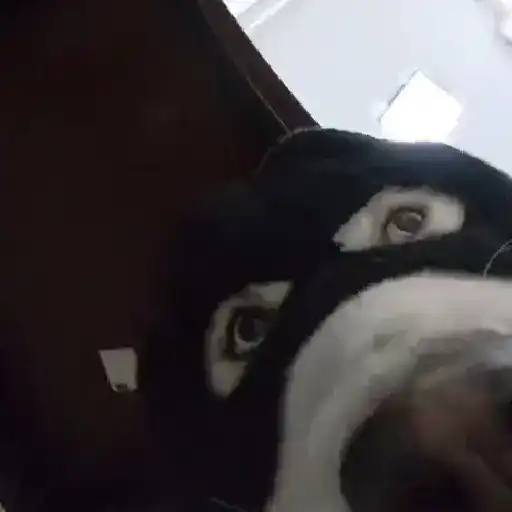 🎵 TIKTOKeando 32🎵 
