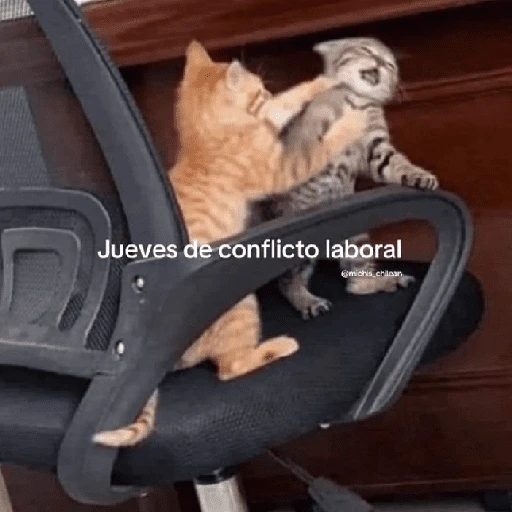 Yo vs. Los días de la semana🤪✨ 
