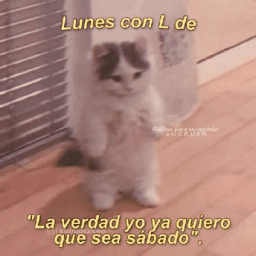 Yo vs. Los días de la semana🤪✨ 
