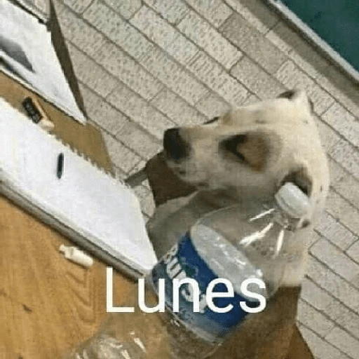 Yo vs. Los días de la semana🤪✨ 
