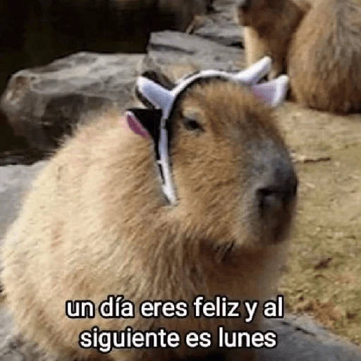 Yo vs. Los días de la semana🤪✨ 
