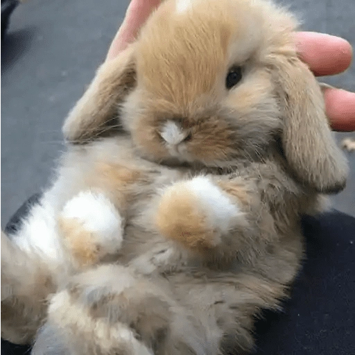 🐇 Conejos Cute 1🐇🐰 
