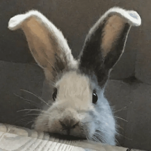 🐇 Conejos Cute 1🐇🐰 
