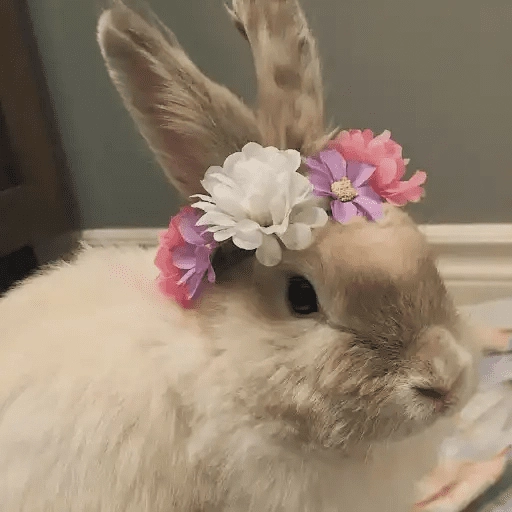 🐇 Conejos Cute 1🐇🐰 
 preview