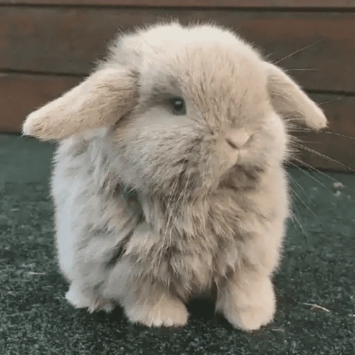 🐇 Conejos Cute 1🐇🐰 
