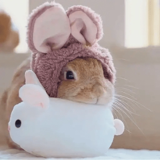 🐇 Conejos Cute 1🐇🐰 
