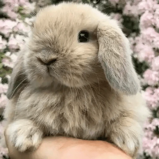 🐇 Conejos Cute 1🐇🐰 
